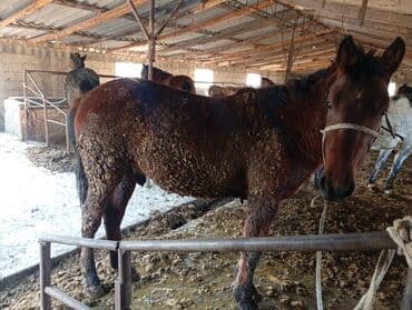 сумка для кошки: Продаю | Кобыла (самка) — 2