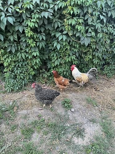 Животные: Продаю | Куры | Домашняя | Для разведения — 3