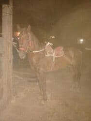 сколько стоит порода собаки доберман: Продаю | Конь (самец) — 3