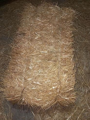 тайган собака цена бишкек: Продаю тюки люцерны и соломы тюки метровые, минимум 25 кг люцерна — 3