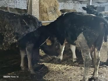 крупно рагатый скот: Продаю | Бык (самец) | Полукровка | На откорм — 3