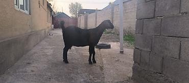 кой эдилбай: Продаю | Коза (самка) | Нубийская | Для разведения — 10