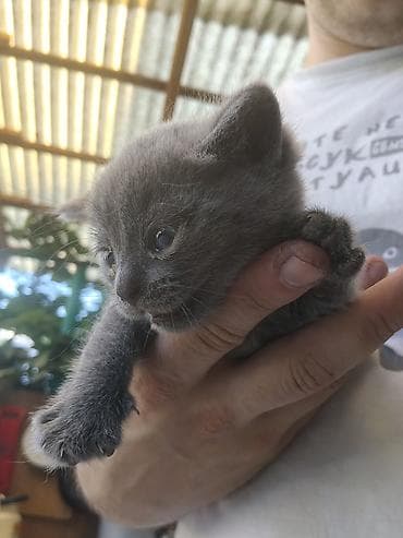 кошка пушистая: Котята, короткошёрстные, домашние. Тигровый (мальчик и девочка) — 6