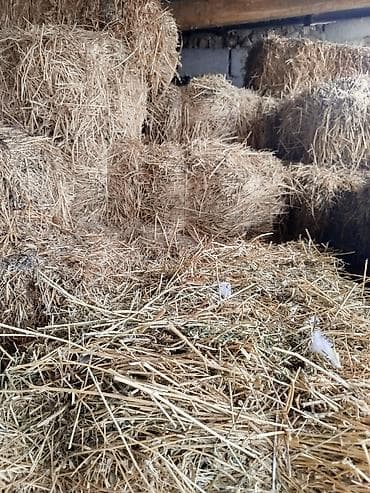 продаю дровилка: Тюки соломы - Прессованные прямоугольные тюки из сухой злаковой — 3