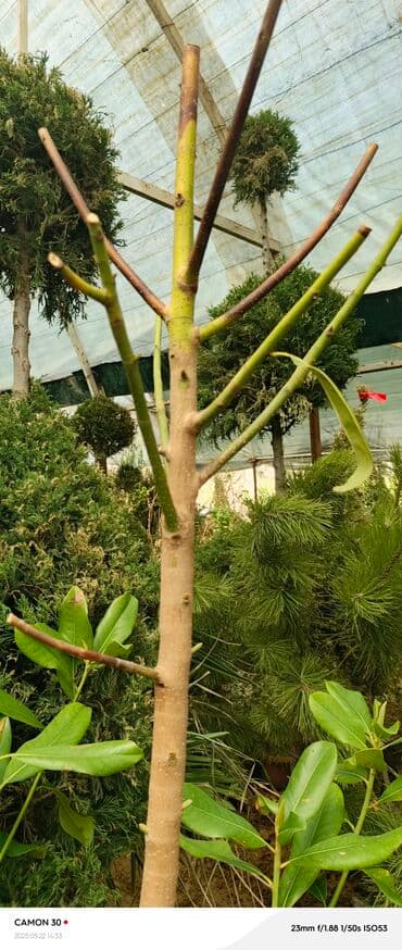 продам рассаду помидор: Саженцы деревьев: Магнолии — 7