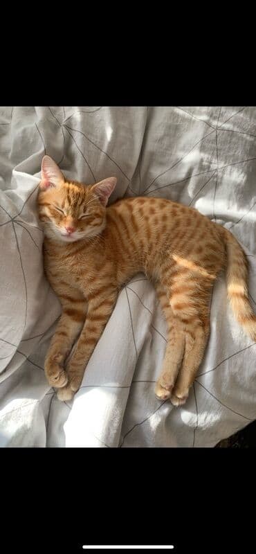 зоомагазин бишкек рядом: Беспородная, 2 года, Мальчик, Рыжий, Приучена к лотку — 4