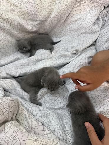 манчкин котенок купить: Срочноо ‼️(до 18 июня уезжаем в другую страну) Британские — 2