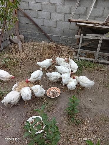 Продаю | Куры | Бройлерная | На забой
