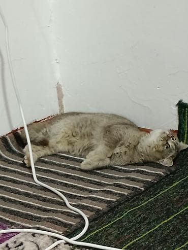 Другие животные: Кошка, окрас серый/серебристый табби, короткошёрстная. Крупные круглые — 3