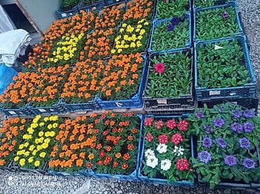 саженцы цветов: Рассада цветущих однолетников в кассетах - Бархатцы (Tagetes) — 8
