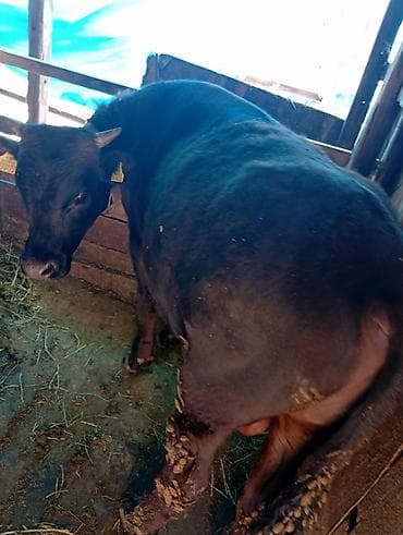 продаю корову с теленком: Продаю | Бык (самец) | На откорм | Привязанные — 3