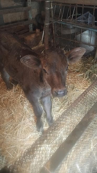 торпок цена: Сатам | Музоо | Көбөйтүү үчүн — 1