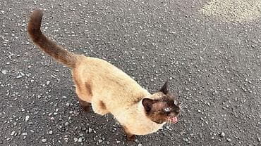 Я нашла этого кота сегодня в 10 утра. Он очень ласковый и просился ко