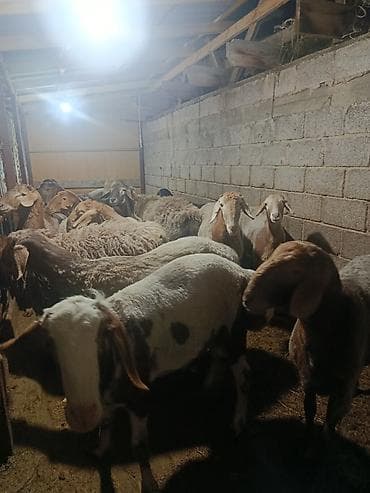 маленький баран: Продаю | Баран (самец) | На забой | Котные — 7