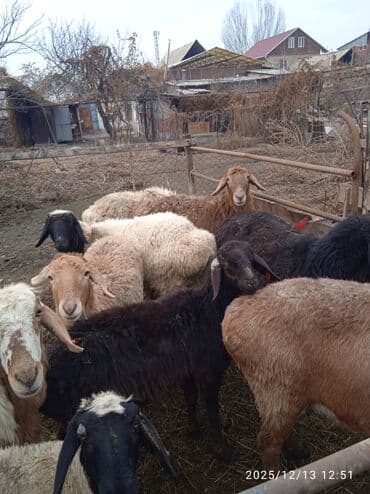 рыбки цена: Продаю | Овца (самка) | Полукровка | Для разведения, Для шерсти, На забой | Матка — 5