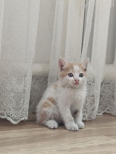 пародистый кошка: Отдам котят добрые руки — 3