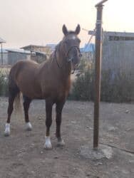 камаз колеса: Экскаватор, Hyundai, 2012 г., Колесный — 4