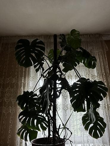 Монстеры: Монстера делициоза (Monstera deliciosa) в крупном напольном горшке. - — 1