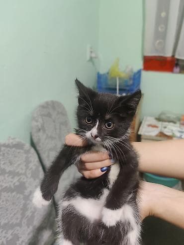 као мани: Кошка даром: Беспородная, 1 месяц, Девочка, Приучена к лотку — 5