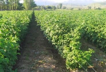 шкафы для одежды цена: Саженцы малины (полевая плантация) - Культура: малина садовая сорт — 5