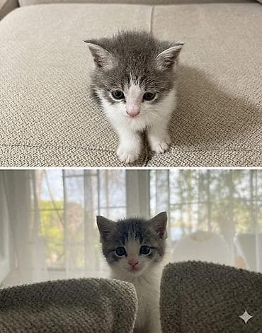 котенок породистый: Мальчик 1,5 месяца Отдадим с лотком Котёнок серо-белого окраса с — 1