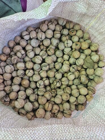 подсолнечное масло 1 л цена бишкек: Продаю Грецкие орехи, Домашний урожай. 1 кг- 90 сом. В наличии 3 мешка — 2