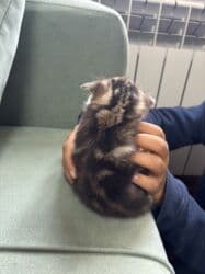 отдам даром вислоухого котенка: Котёнок, короткошёрстный, тигрово-полосатый (табби). Описание: - — 4