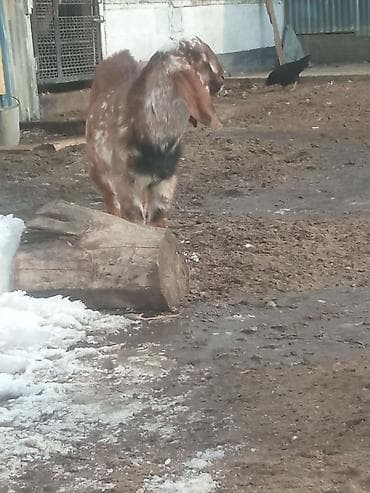 продам курей: Продаю | Коза (самка) | Для разведения | Племенные — 2