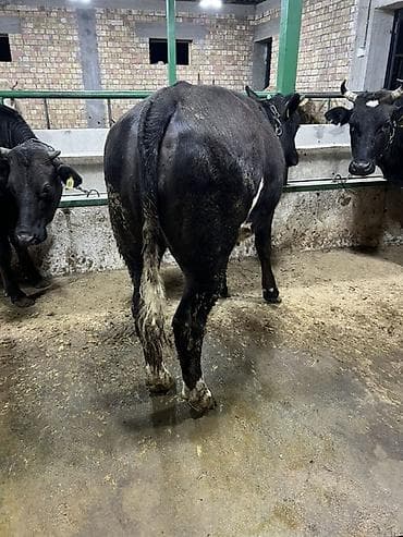 свекла красный: Продаю | Корова (самка) | Бельгийская | Для молока | Привязанные — 2