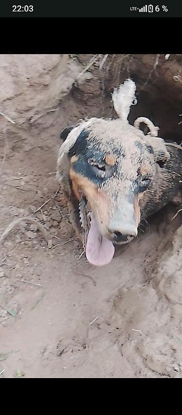 кой ош: Ягдтерьер, 2 года, Самец, С прививкой — 1