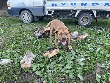 куплю собаку в бишкеке: Собака даром: Американский булли, 6 месяцев, Самец, С прививкой — 3