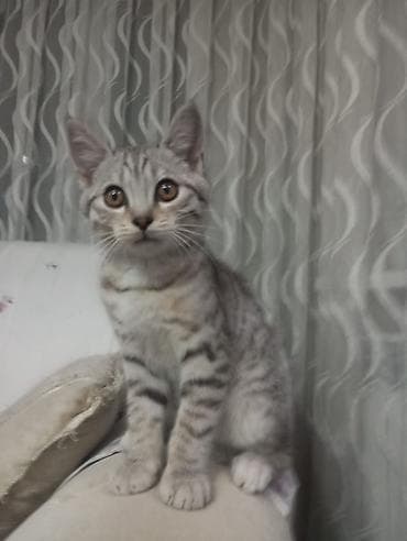 коня: 3 месяца, Мальчик, Приучена к лотку — 2