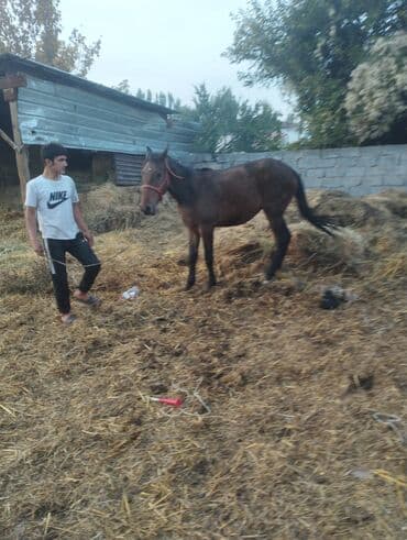 продажа щенков немецкой овчарки в бишкеке с документами: Продаю | Кобыла (самка) | Кара Жорго | Рабочий | Мерин — 3