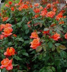 декоративные растения: Саженцы цветка: Розы, Платная доставка — 10