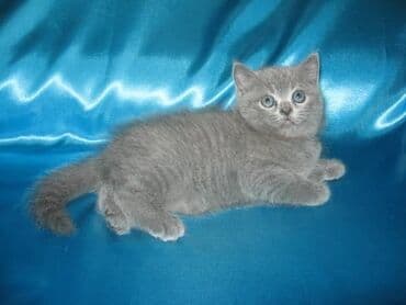 дом для кот: Скотиш Фолд (Шотландская вислоухая), 1 месяц, Мальчик, Голубой — 1