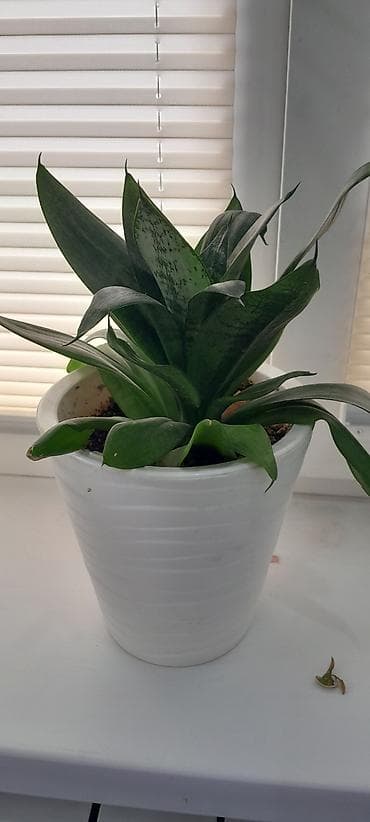 сансевиерия зеленая: Сансевиерия (Sansevieria trifasciata) в горшке. - Розетка плотных — 1