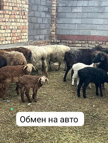 уй кой: Продаю | Овца (самка), Баран (самец) | Полукровка | Для разведения | Матка — 1