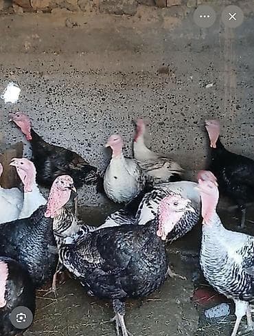 дакан ветнам: Продаю | Инкубационные яйца — 2