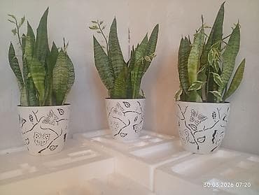 🪴🌵🌱