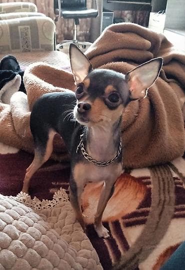 Миниатюрная собака декоративной породы с короткой гладкой шерстью