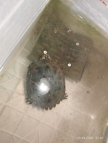 жмых подсолнечника: Продам желтоухую черепаху Крупная, активная. Есть фильтр, на днях — 1