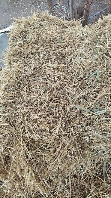 уй сотилади ош: Солома в тюках продаю 170 сом самовывоз — 1