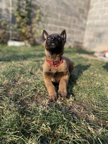 щенки ротвейлера бишкек: В продаже: щенок бельгийской овчарки (малинуа). Описание: - Два — 8