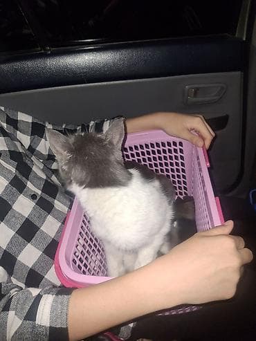 Мышыктар: Мышык бекер берилет: Породасыз, Ургаачы, Лотокко барууга үйрөтүлгөн — 4