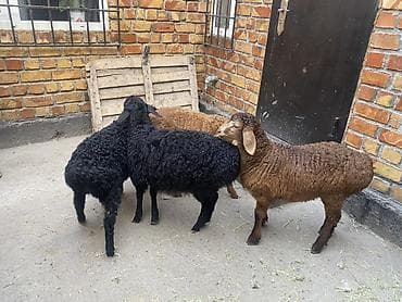 дакан корз: Продаю | Ягненок | На забой — 5