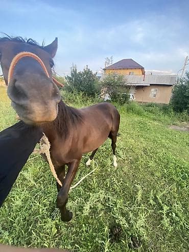 щенки белгийскоц овчарки: Продаю | Жеребенок | Кара Жорго | Для разведения — 4