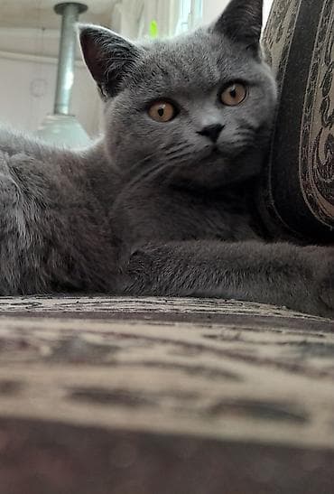 белые вислоухие котята: Беспородная, 2 месяца, Девочка, Биколор, Приучена к лотку — 3