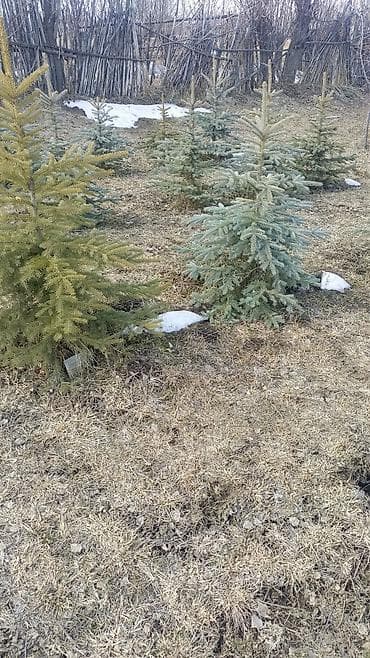 саженцы фундука: Еловые саженцы для озеленения (еловые и голубые ели) - Породы: ель — 5