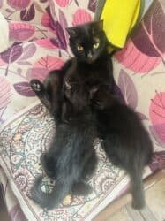 мейн кун бишкек питомник lyubushka купить котенка цена фото: Скотиш Страйт (Шотландская прямоухая), 3 месяца, Девочка, Черный, Приучена к лотку, Проглистована — 3