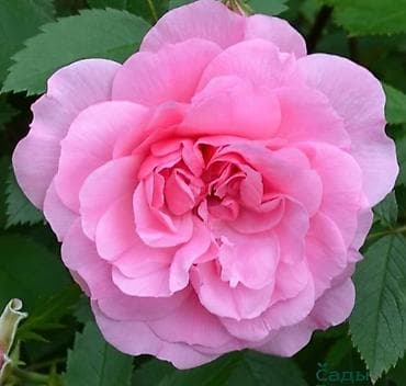 розы плетистые: Саженцы — 1